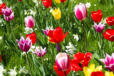 Muchos tulipanes rojos, rosados, amarillos en verde jardín fiel