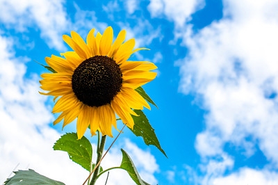 Einsame Sonnenblume auf einem blauen Himmel und Wolken backgrou
