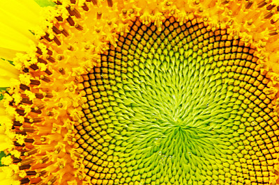 close-up of sunflower. jigsaw puzzle