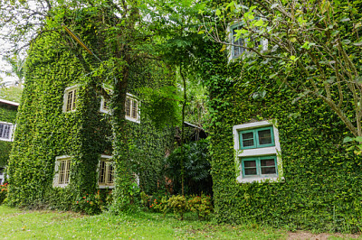Haus bedeckt mit grünem Efeuhintergrund.