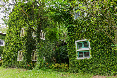 Maison couverte de fond de lierre vert.