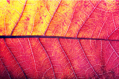 bright colorful red leaf texture background. close jigsaw puzzle