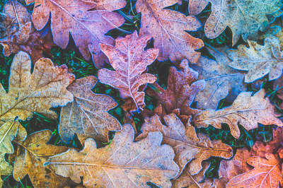 Closeup hojas de roble congeladas caen con cristales de hielo