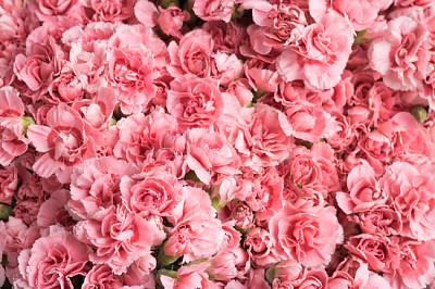 Un sacco di bellissimi fiori rosa in fiore - un top vi