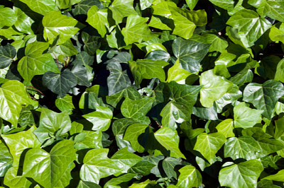 Syndey Australia, groundcover ivy leaves in sunshi