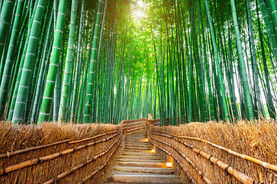 Bosque de bambú en Kyoto, Japón.