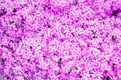 spring flowers as background jigsaw puzzle