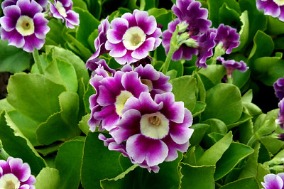 Bando de planta de prímula noturna (primula vulgaris) pu