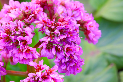 belles fleurs cramoisies de la plante médicinale B