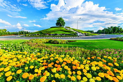 Ringelblumen (Tagetes erecta) und andere Blüten in pu