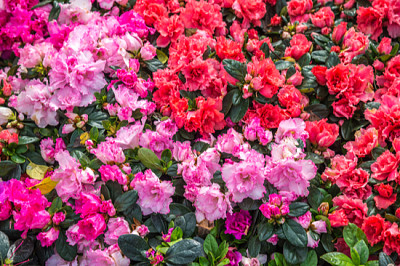 Wilde Rose blüht im Garten (Rhododendron Arbore