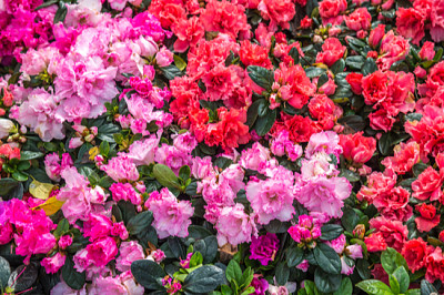 Rosa selvagem em flor no jardim (rododendro arbore