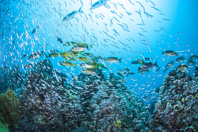 Peixes grandes e pequenos