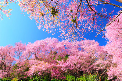 Spring Pink Cherry Blossoms with Blue Sky Backgrou