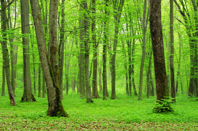 sfondo verde foresta in una giornata di sole