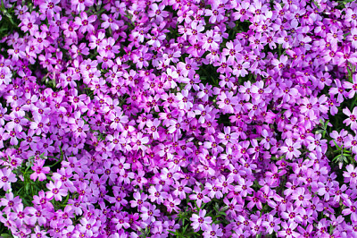 Carpet of pink flowers growing in the garden