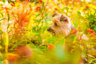 Cão de pelagem longa marrom perto de plantas verdes