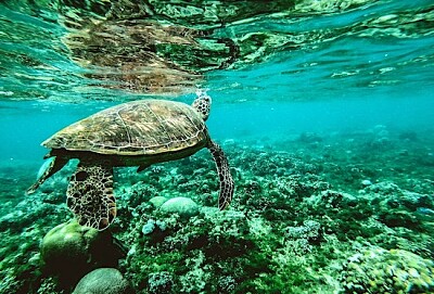 Foto av en sköldpadda under vattnet