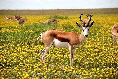 Antílopes en campo verde