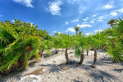 Planta de yuca verde bajo un cielo azul