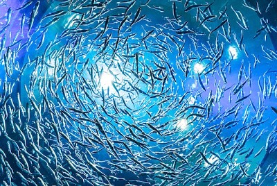 School of Gray Fish jigsaw puzzle