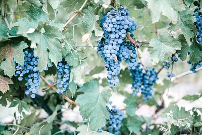 Blå druvor i vingård