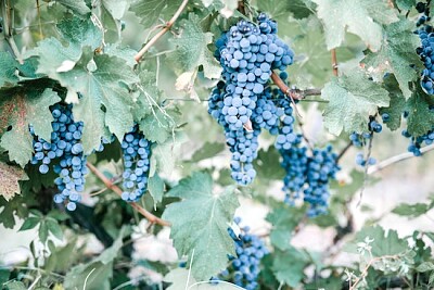 Uvas Azuis na Vinha