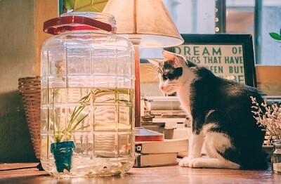 Gato preto e branco em uma mesa