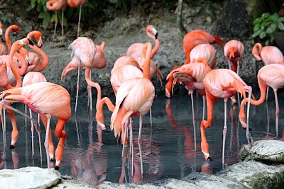 Troupeau de flamants roses