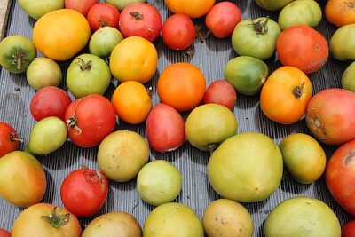 Tomates Deliciosos