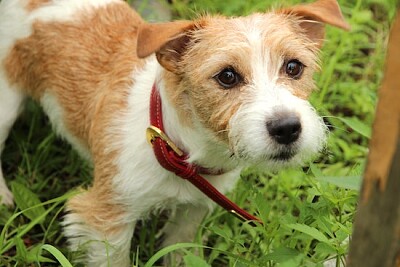 Perro marrón y blanco