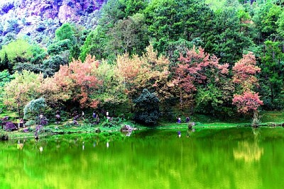 Paisaje de hierba verde