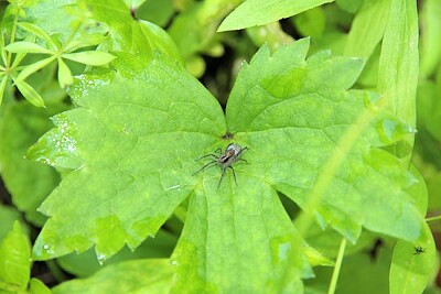 Araignée sur feuilles