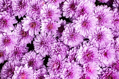 Purple Petaled Flowers jigsaw puzzle