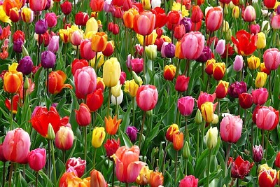 Tulipanes rojos, morados y amarillos