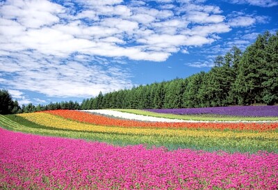 Red, Yellow and Orange Flower Field jigsaw puzzle