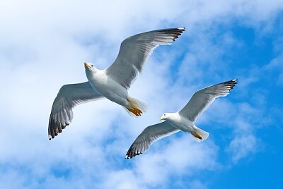 Deux pigeons