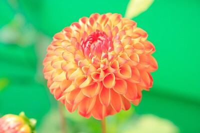 Orange Blütenblattblume