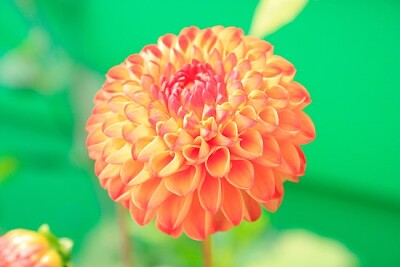 Orange Petaled Flower jigsaw puzzle