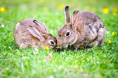 草を食べる2匹のウサギ