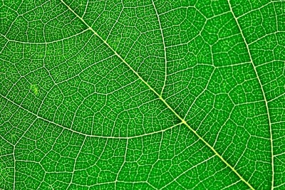 Texture des feuilles