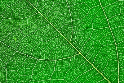 Leaf Texture