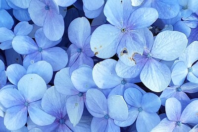 Flores de pétalas azuis
