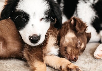 Cuccioli svegli che riposano insieme