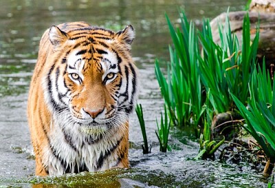 Tigre de Bengala medio remojo en agua