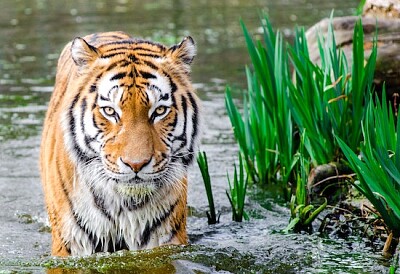 ベンガルトラのハーフソークボディを水に浸す