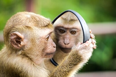 Monkey looking at Mirror