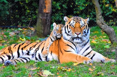 Tiger und Jungtier
