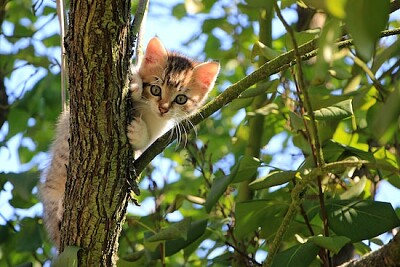 Gatto curioso