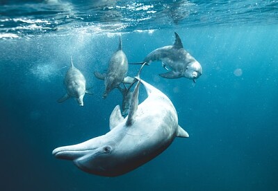 Dolphins Underwater